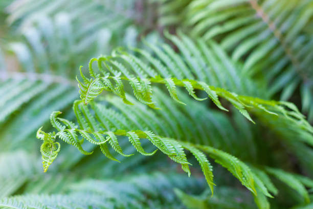 istock Young green fern leaves 1366543291