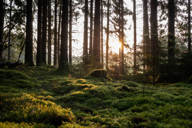 istock Healthy Natural environment in beautiful forest one early morning with sunbeams between tree trunks 1366543293