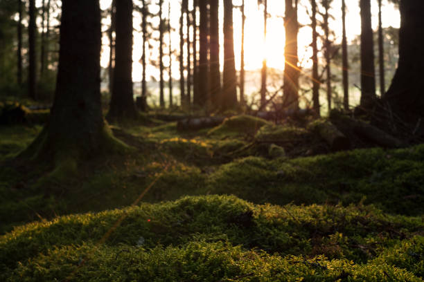 istock Healthy Natural environment in beautiful forest one early morning with sunbeams between tree trunks 1366543345