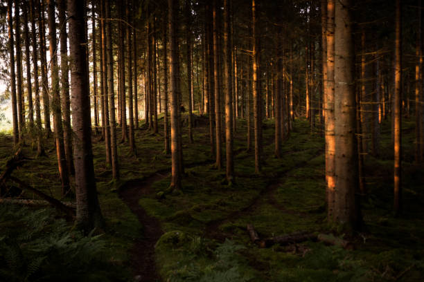 Tree trunks in bright sunlight an early morning in a fir forest. The sun shines on the stems which give them a golden color in the morning light. A forest of spruces where the spruce bark has not yet ravaged. A summer morning in Sweden in the silence in the forest that gives peace and quiet.