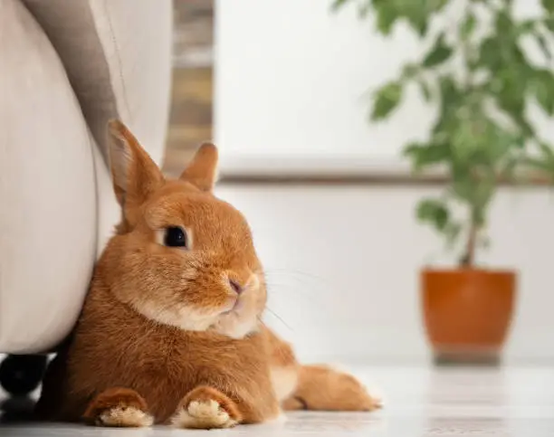 Close-up of cute little red bunny,rabbit relaxing, lying on white floor near grey sofa in white modern interior, indoors. Adorable pet,animal concept, lifestyle.