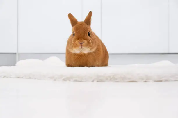 Cute little red bunny,rabbit sitting in white modern interior, indoors ,full body, looking at camera. Adorable pet,animal.Copy space.