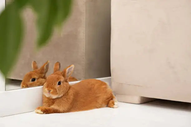 Cute little red bunny,rabbit relaxing,having rest,lying near mirror on floor in light modern scandinavian interior, indoors ,full body,profile.Adorable pet,animal,lifestyle.Copy space.