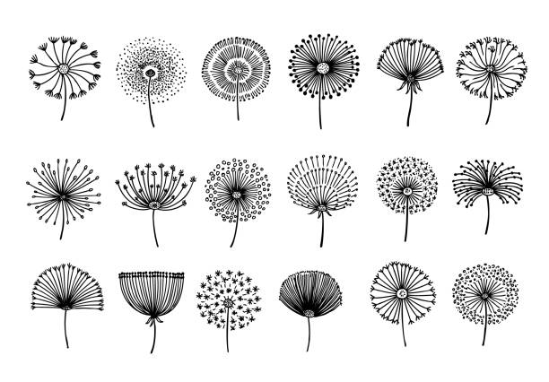 Dandelion. Abstract graphic dandelions, doodle vintage flower seeds. Botanical elements, hand drawn fluffy floral icons. Black blossom silhouettes neoteric vector Dandelion. Abstract graphic dandelions, doodle vintage flower seeds. Botanical elements, hand drawn fluffy floral icons. Black blossom silhouettes neoteric vector. Illustration of dandelion flower dandelion stock illustrations