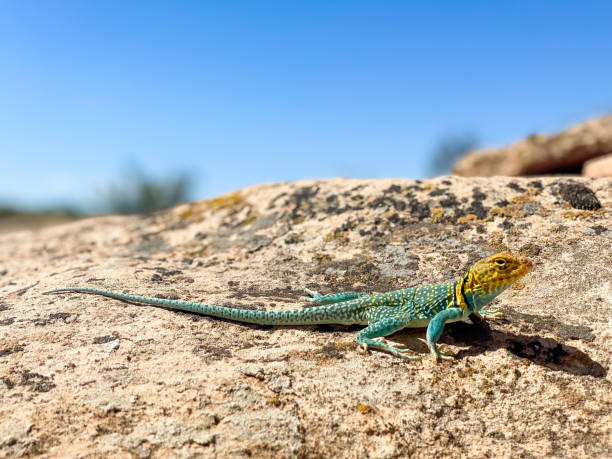 lézard à collier crotaphytus collaris - utah - lizard collared lizard reptile animal photos et images de collection