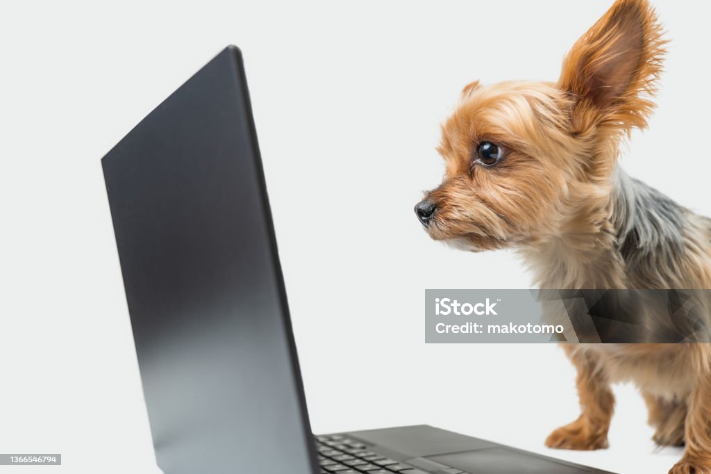 Yorkie At Computer Yorkshire Terrier Looking Into A Computer Stock Photo - Download Image ...