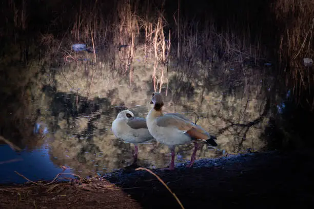 Beautiful Egyptian goose, duck, flew to the Winter Lake in Netanya in Israel