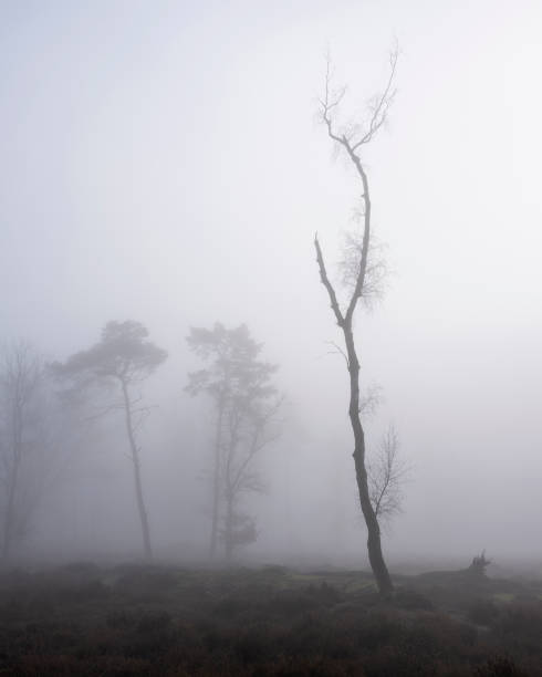 istock trees in mist on heath with other trees in the background 1366547356