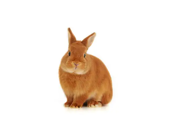 Cute little red brown bunny,rabbit sitting on white background,full body, looking at camera,isolated.Adorable pet,animal.Copy space.