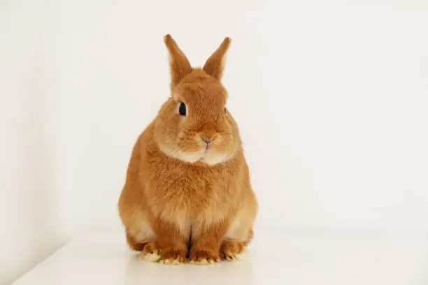 Cute little red brown bunny,rabbit sitting on white background,full body, looking at camera,profile. Adorable pet,animal.Copy space.