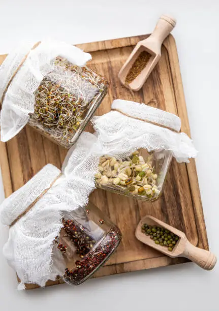 Photo of Various seed sprouts growing in glass jars, healthy vitamin rich food snack. Lucerne or Alfalfa, mung bean sprouts, broccoli sprouts seeds in glass jars. Growing Microgreens at home concept.