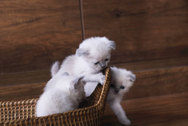 British Shorthair kittens