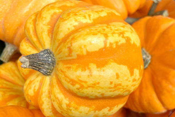 istock Close up winter squash in market stall 1366551329