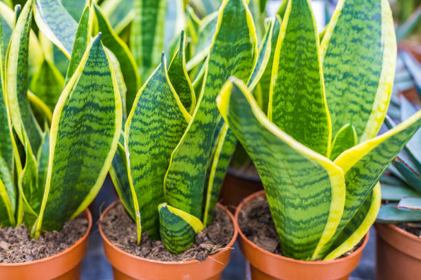 Sansevieria plants in pots for seedlings Sansevieria plants in pots for seedlings. Natural background. healthy marijuana cannabis plant growing in a garden stock pictures, royalty-free photos & images