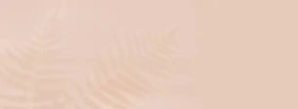 Photo of banner light pastel beige background shadow palm fern
