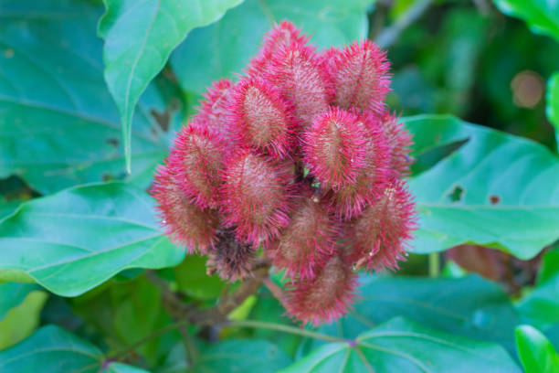 istock Urucum, Brazilian Fruit 1366555569