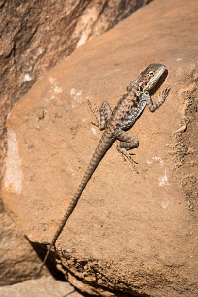 istock Female Peninsula Dragon 1366555783