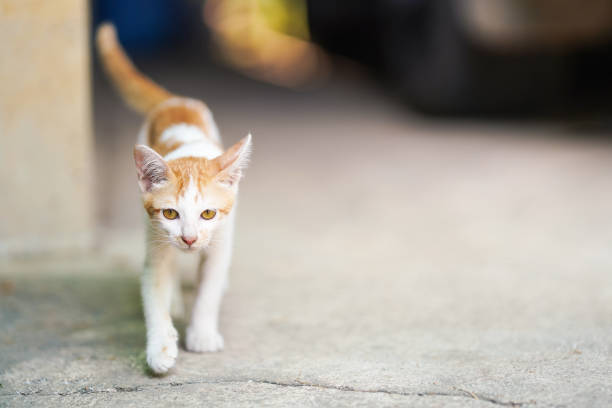 istock An orange and white Thai cat walked forward with a slack expression. 1366557063