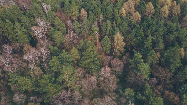 istock aerial view of spring autumn forest with pine trees 1366557375
