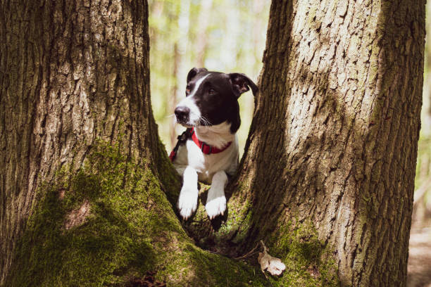istock Moody spring portrait of a dog 1366558403