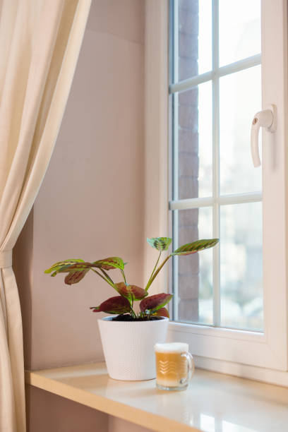 istock Closeup of objects on a window sill in a domestic room 1366560071