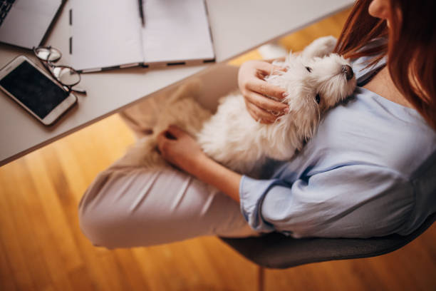 istock Dog loves his owner 1366560320
