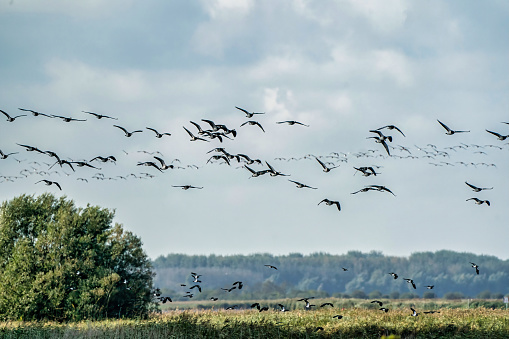 A flock of Barnacle Geese, Branta leucopsis, flying in a blue sky. Above grass and reeds in autumn. In their habitat