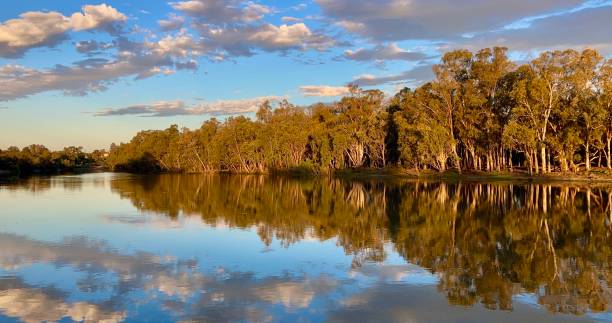 밀두라 근처 머레이 리버(murray river)의 아름다운 일몰 색상과 물 위에 구름이 반사되어 있으며, 잔잔�한 물에 거울을 비치는 강둑 나무 - 리플렉션 호수 뉴스 사진 이미지