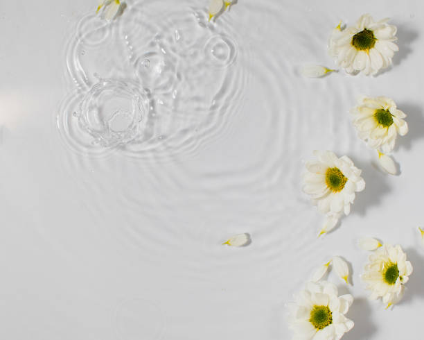 istock Fresh chamomile flowers and white petals on water surface with drop circles 1366562477