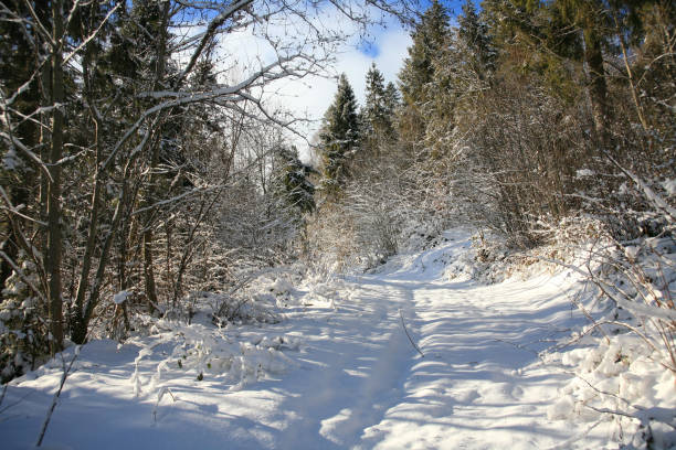 istock Winter Carpathian landscape in the mountains 1366562542
