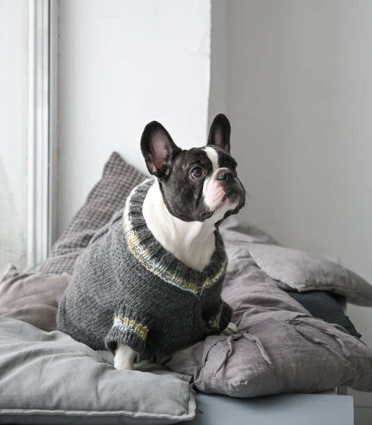 istock French bulldog sitting on pillows by the window 1366563034