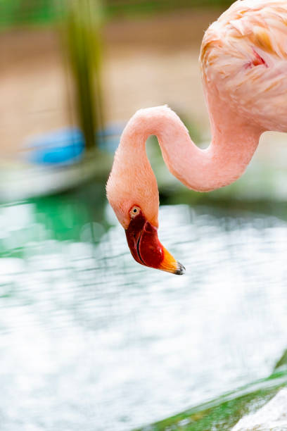 istock Flamingo - Phoenicopterus on Ragunan zoo 1366564400