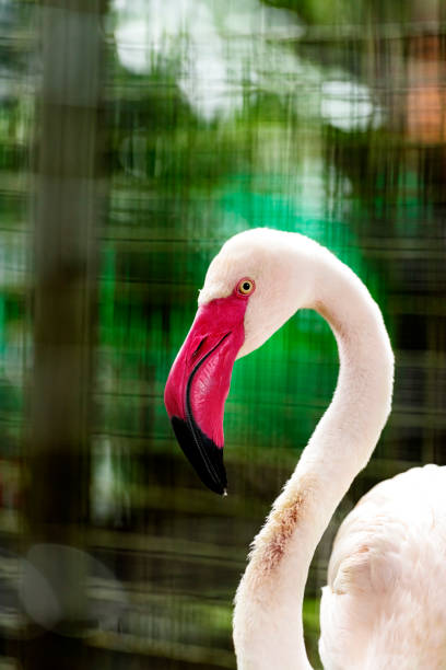 istock Flamingo - Phoenicopterus on Ragunan zoo 1366564413