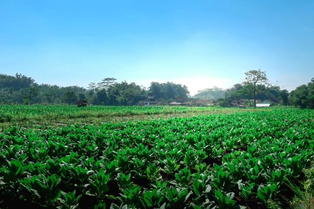tobacco plants growing in the fields tobacco plants grow in the fields for cigarettes agroforestry stock pictures, royalty-free photos & images