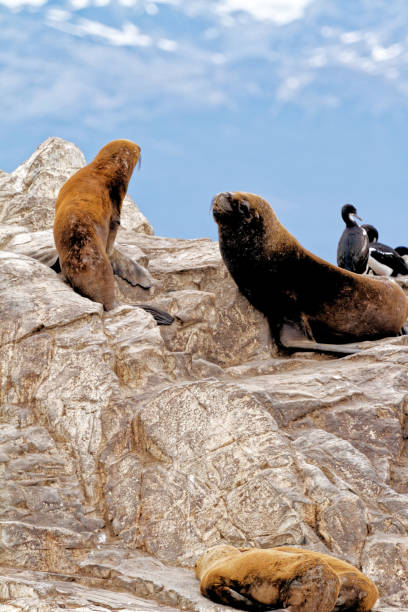 istock Seals and sea lions, Beagle Channel - Argentina 1366565116
