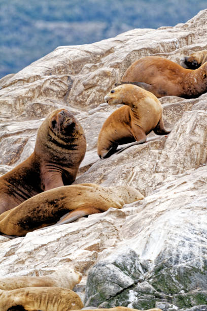 istock Seals and sea lions, Beagle Channel - Argentina 1366565129