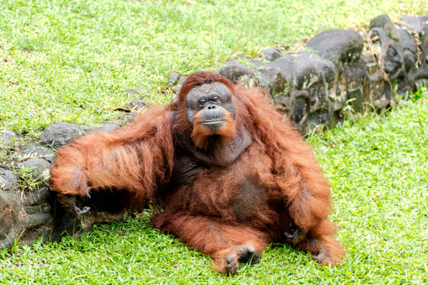 borneo-orang-utan - pongo im ragunan zoo. jakarta - orangutan ape endangered species zoo stock-fotos und bilder