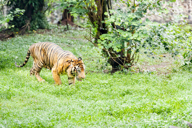 tygrys sumatrzański - panthera tigris sumatrae na ragunańskim zoo - tiger animal sumatran tiger endangered species zdjęcia i obrazy z banku zdjęć