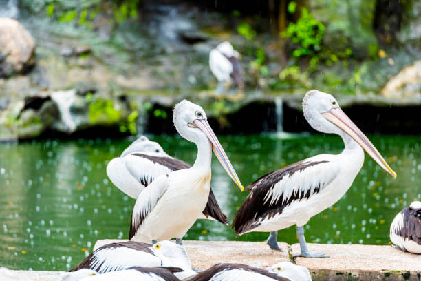 istock White Pelican - Pelecanus onocrotalus on Ragunan zoo 1366566218