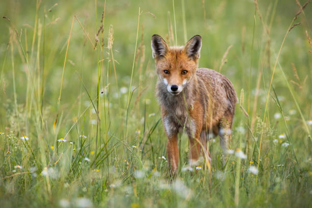 istock Wild red fox standing along tall grass on a meadow in summertime 1366566396
