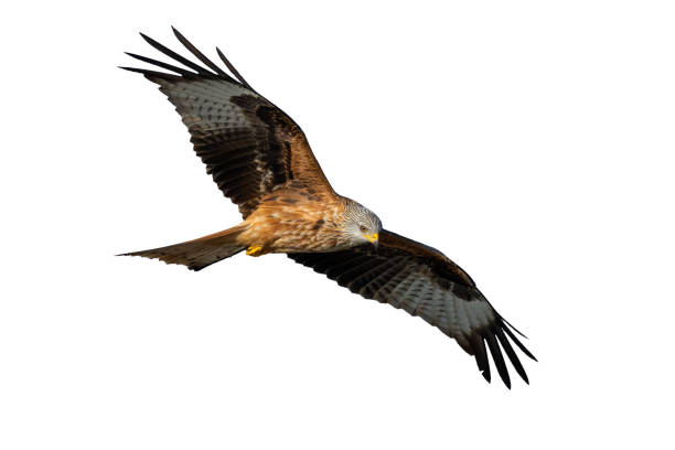 istock Agile red kite flying with spread wing and looking down cut out on blank 1366566484
