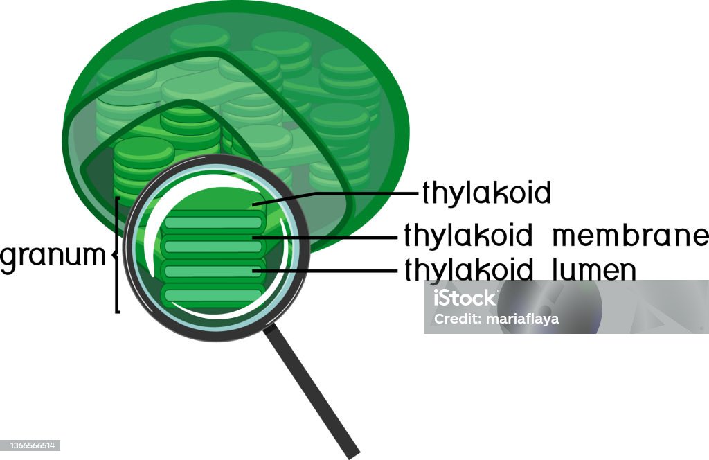 Lumen In Bio Internal Structure Of Chloroplast With Thylakoids Under Magnifying ...