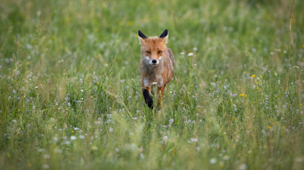 istock Single red fox walking forward on a meadow with wildflowers in summer nature 1366566525