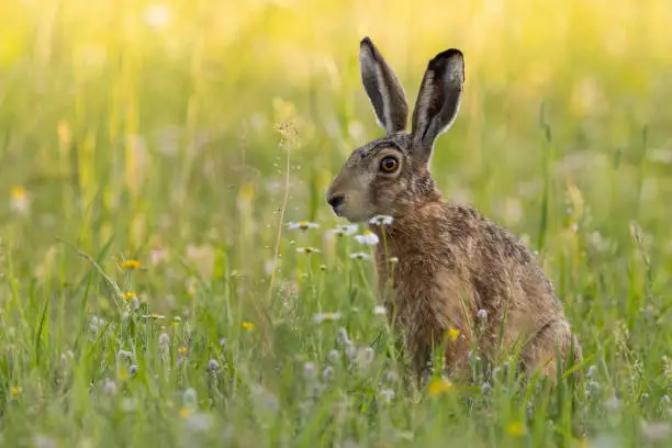 Photo of Single brown hare sitting on a green meadow in summer nature