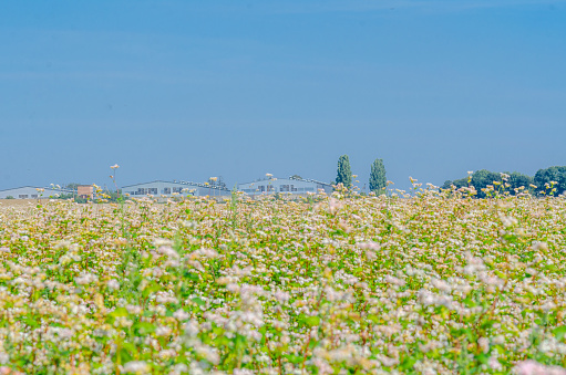 Buckwheat farm. Spring field with buckwheat blooms. Healthy Eating