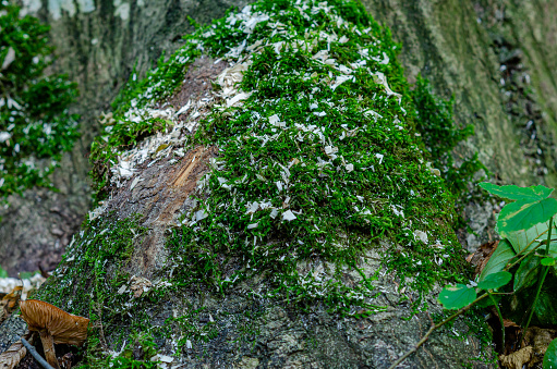 Beautiful green moss on  bark of  tree in the forest. Aroma of autumn. Photo for wallpaper.