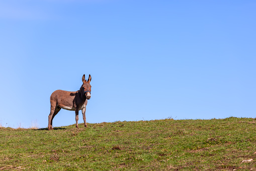 Beautiful young lonely donkey in the pasture against a clear blue sky