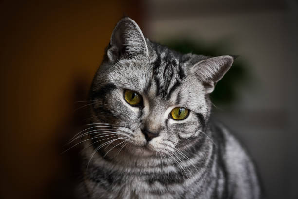 istock domestic cat portrait 1366568765