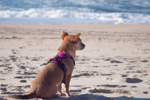 Back view of mixed-breed brown dog wearing a harness, sitting alone on the sand at the beach and looking out to the ocean on a sunny day