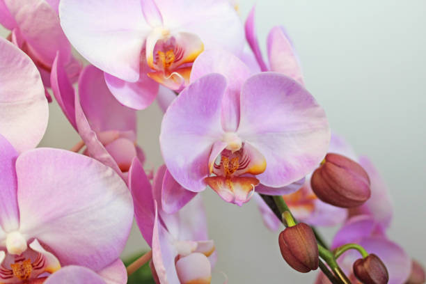 Pink phalaenopsis orchid on white background Pink phalaenopsis orchid on white background Dendrobium stock pictures, royalty-free photos & images